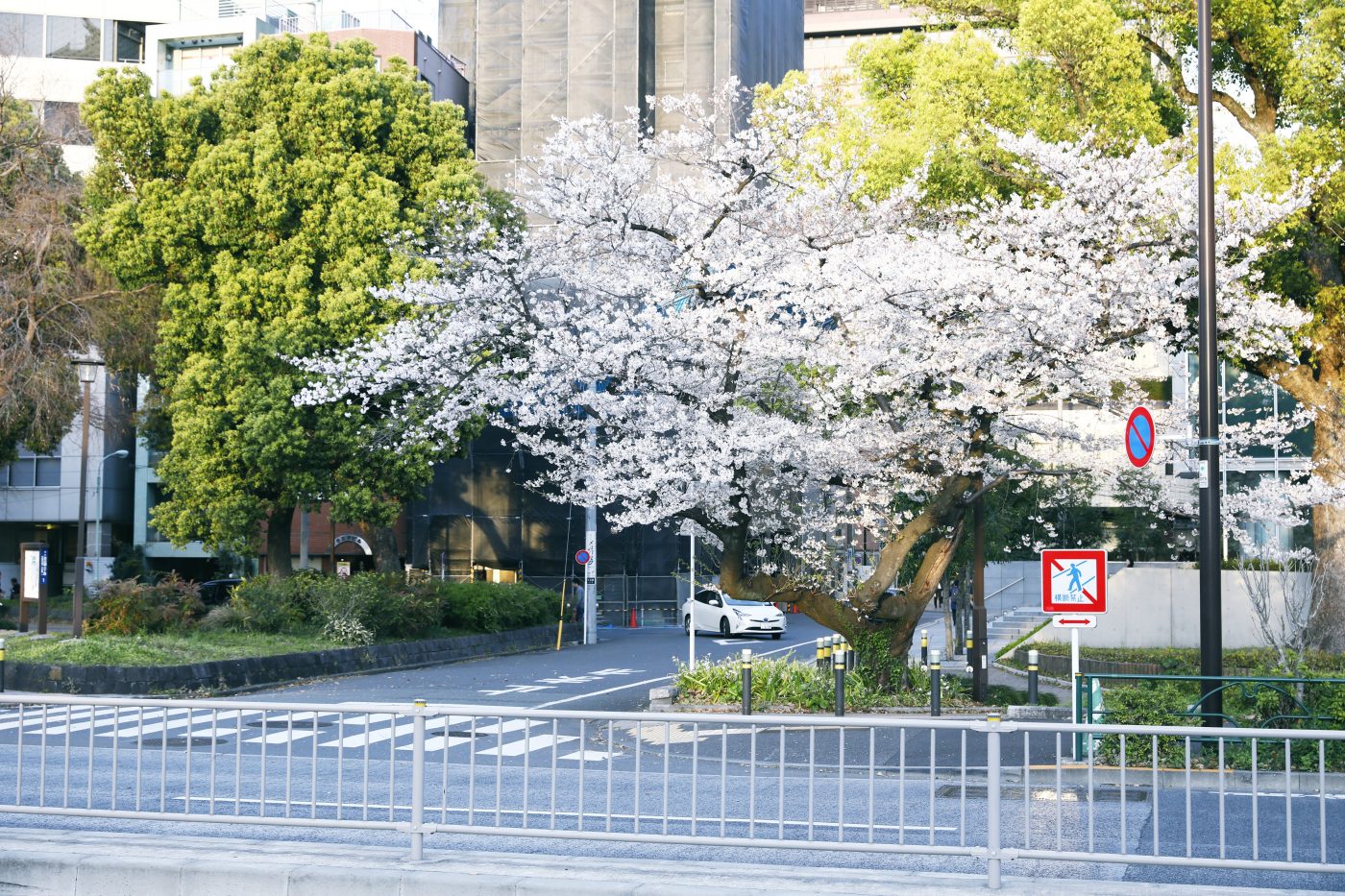 新年度になりました。