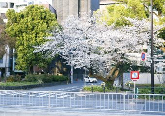 新年度になりました。